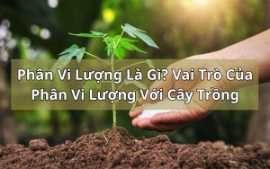 phân vi lượng là gì