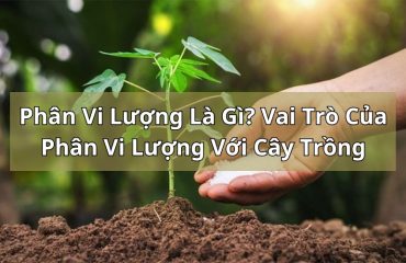 phân vi lượng là gì