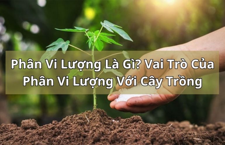 Phân Vi Lượng Là Gì? Tác Dụng Của Những Loại Phân Vi Lượng Đối Với Cây Trồng