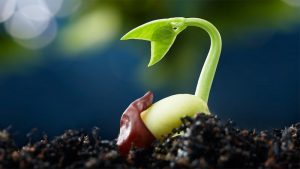 shop hạt giống tphcm uy tín