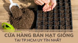 shop hạt giống tphcm