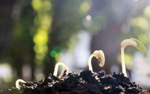 shop hạt giống dễ trồng